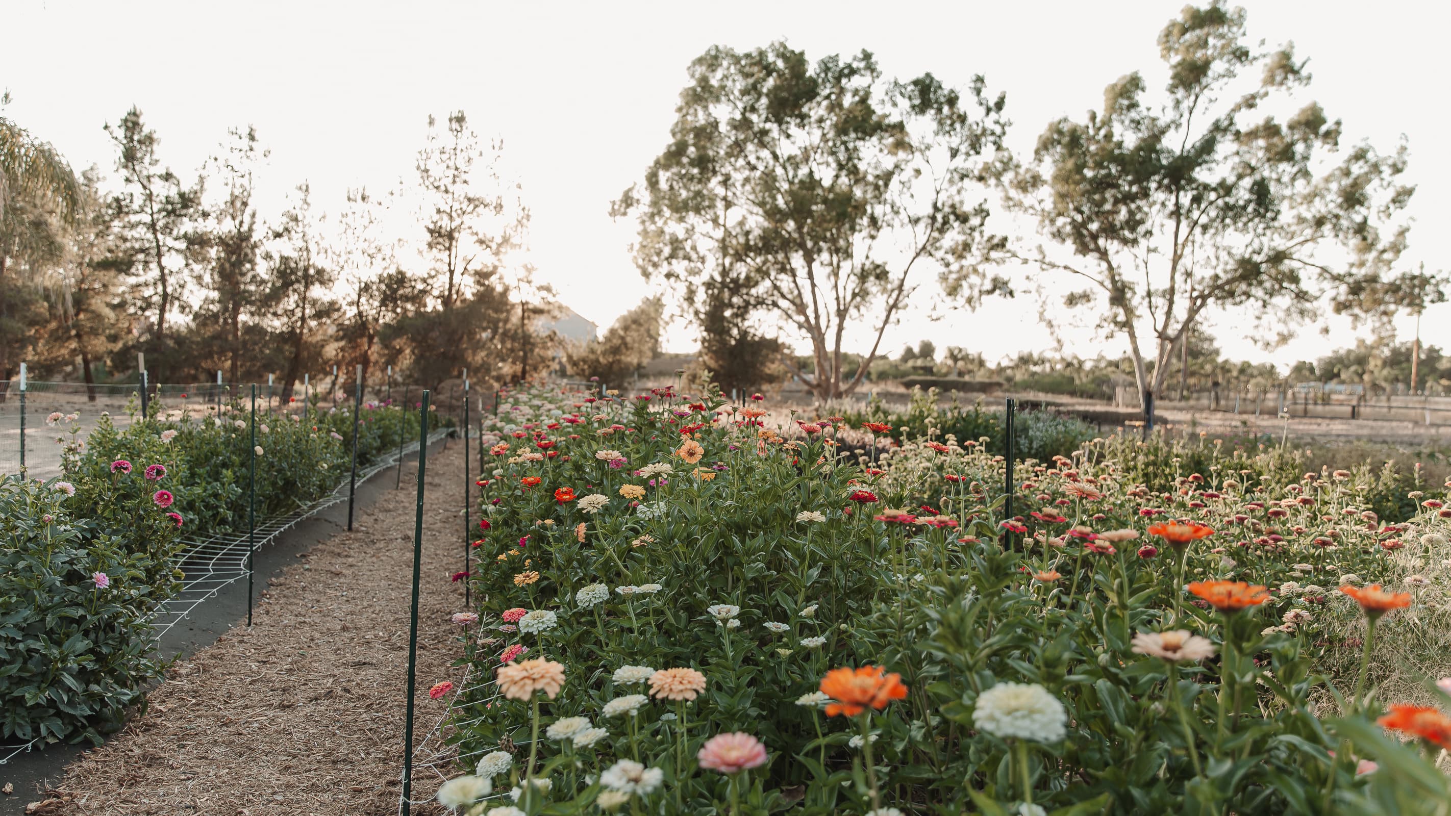 Dahlia field at Four Shores Ranch